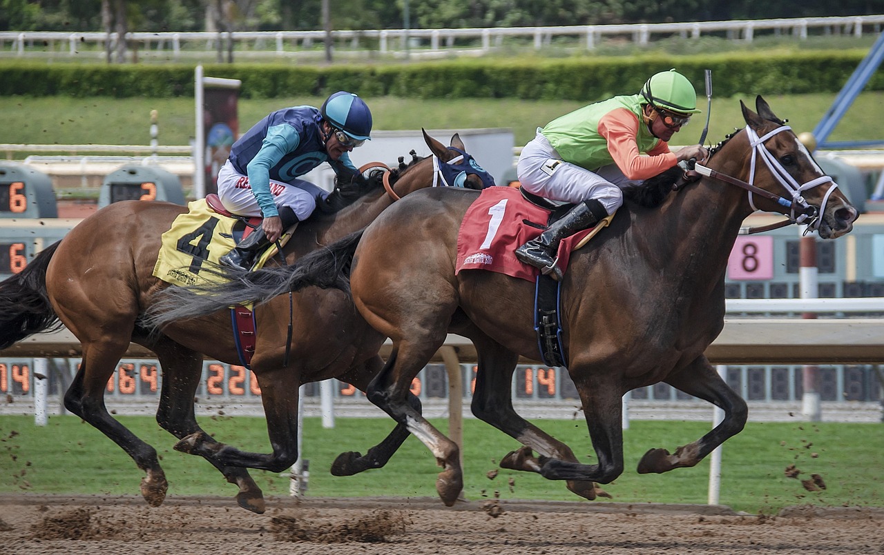 horse, horses, animal, equine, nature, field, equestrian, horses running, grass, run, ride, running, horse race, horse race, horse race, horse race, horse race, horse race